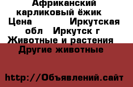 Африканский карликовый ёжик  › Цена ­ 4 000 - Иркутская обл., Иркутск г. Животные и растения » Другие животные   